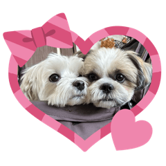 [LINEスタンプ] 最高に可愛い愛犬スタンプ