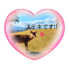 [LINEスタンプ] 奈良の鹿さん★スタンプ