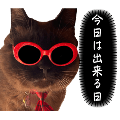[LINEスタンプ] 猫と俺スタンプ