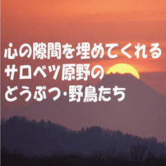 [LINEスタンプ] サロベツ原野のどうぶつ・野鳥