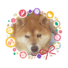 [LINEスタンプ] 私の可愛い家族ペット