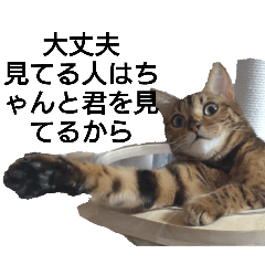 [LINEスタンプ] 励ますにゃんこ