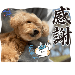 [LINEスタンプ] 最後の時までハッピー✨️ スタンプ 日常