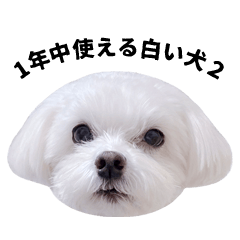 [LINEスタンプ] 1年中使える白い犬2