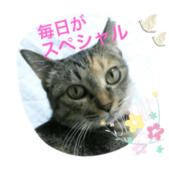 [LINEスタンプ] あんずちゃん其の14の画像（メイン）