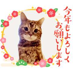 [LINEスタンプ] レイ君 お正月スタンプやで 関西弁多め