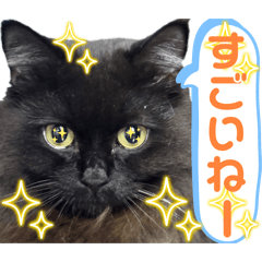 [LINEスタンプ] 黒猫 ルナ院長159にゃんめ