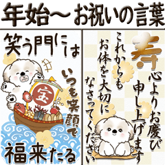 [LINEスタンプ] 【Big】シーズー犬 『お祝いの言葉』2025