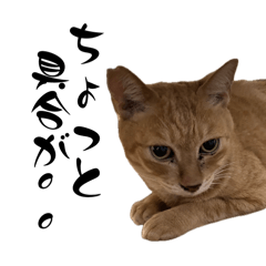 [LINEスタンプ] 茶とみ日常使い15