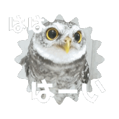 [LINEスタンプ] ふくろうの空  写真スタンプ