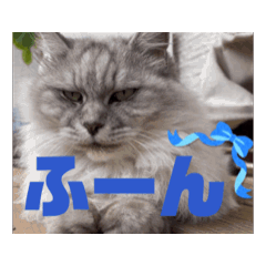 [LINEスタンプ] ブティちゃん 猫 cat ねこ