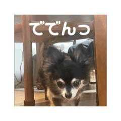 [LINEスタンプ] 動く！愛犬ちょこのほんわかスタンプ