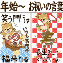 [LINEスタンプ] 【Big】柴犬 『お祝いの言葉』2025