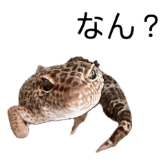 [LINEスタンプ] だいすけ＆チョロ