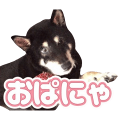 [LINEスタンプ] 黒柴ぴーたよ