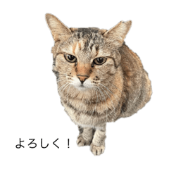 [LINEスタンプ] 野良猫との思い出