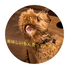 [LINEスタンプ] 犬猫スターンプ第一弾