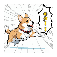 [LINEスタンプ] 毎日使えるコーギー犬スタンプ