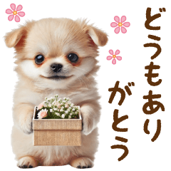 [LINEスタンプ] 飛び出るチワワのきづかい敬語