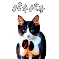 [LINEスタンプ] 飛び出す猫