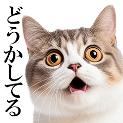 [LINEスタンプ] 感情が顔に出てしまう猫