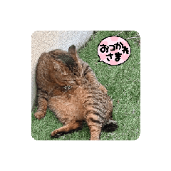 [LINEスタンプ] 動く愛しの鳥ちゃん＆猫ちゃん♡