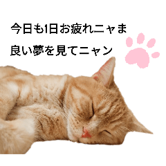 [LINEスタンプ] 愛猫そら②