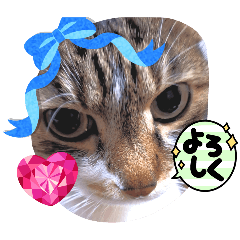 [LINEスタンプ] 読み聞かせさんと猫スタンプ