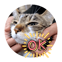 [LINEスタンプ] 読み聞かせさんと猫