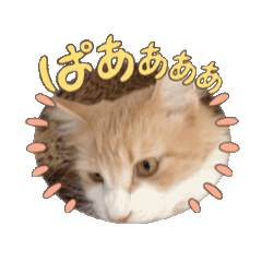 [LINEスタンプ] メインクーンといっしょ！2の画像（メイン）