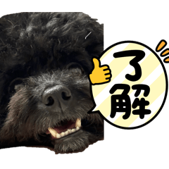 [LINEスタンプ] 黒ポメプおこげくん