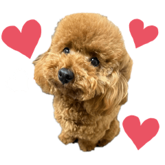 [LINEスタンプ] トイプードルおこわちゃん