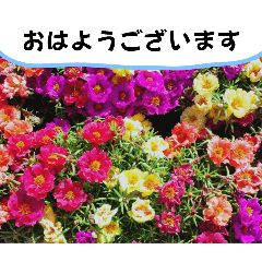 [LINEスタンプ] お花あつめました