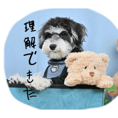 [LINEスタンプ] 晴れ時々、レオ