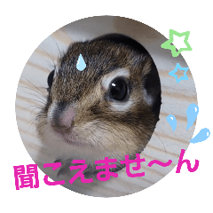 [LINEスタンプ] シマリス茶々とジャム 1