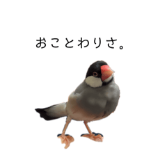 [LINEスタンプ] じゅんぺいです。