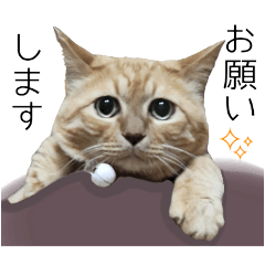 [LINEスタンプ] ねこ・うさぎ