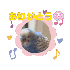 [LINEスタンプ] 動くセキセイインコのあおちゃんステッカー