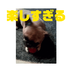 [LINEスタンプ] かわいい犬大発見5(動く！)