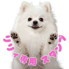 [LINEスタンプ] リリィ専用スタンプ