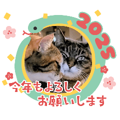 [LINEスタンプ] ねことも＆うちのねこ☆巳年