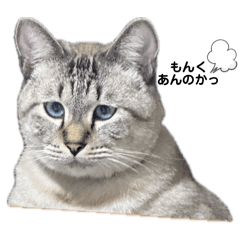 [LINEスタンプ] 我が家の猫家族の日常