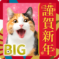 [LINEスタンプ] かわいい猫写真♪年賀BIGスタンプ 2025