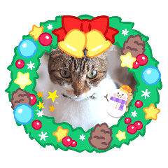 [LINEスタンプ] クリスマス読み聞かせさんと猫スタンプ