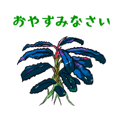[LINEスタンプ] ブセファランドラ2