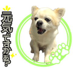 [LINEスタンプ] やんちゃ犬やんやの離れて暮らす家族連絡用