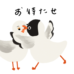 [LINEスタンプ] 下がり眉のカモメ