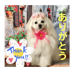 [LINEスタンプ] わたすげワンコ