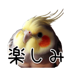 [LINEスタンプ] 普段使いのオカメインコ 【使いやすさup】