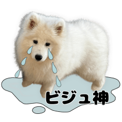 [LINEスタンプ] 推し活をするサモエド犬つばき